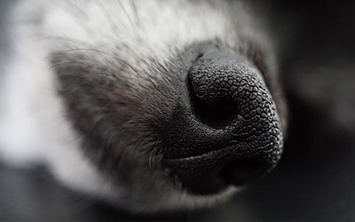 Tierallergie, Hundeallergie