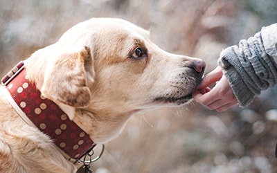 Hundeallergie Symptome
