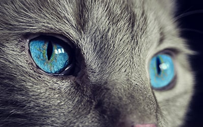 Katzenallergie - Symptome und Therapie