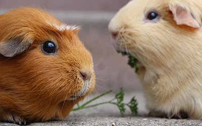 Meerschweinchen Tierhaarallergie