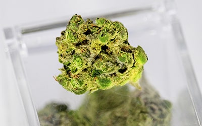 THC aus Hanfpflanze