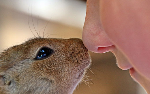 Nasen-Gel-Spray bei Tierhaarallergie