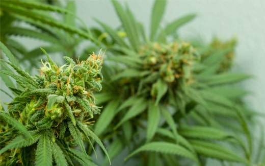 Die Wirkung von CBD & THC